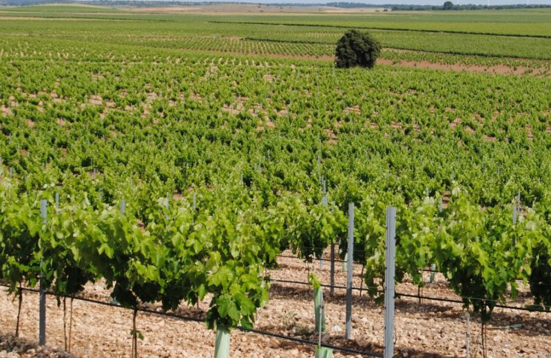 Bodegas San Dionisio | Mejores bodegas en Ruta del Vino de Jumilla